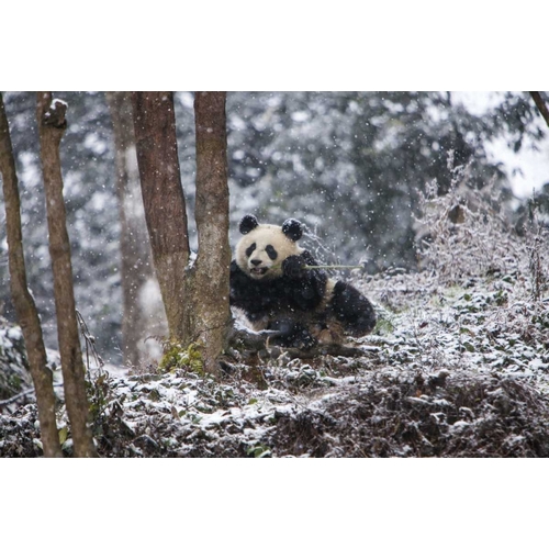 China Baby giant panda in snowfall